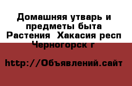 Домашняя утварь и предметы быта Растения. Хакасия респ.,Черногорск г.